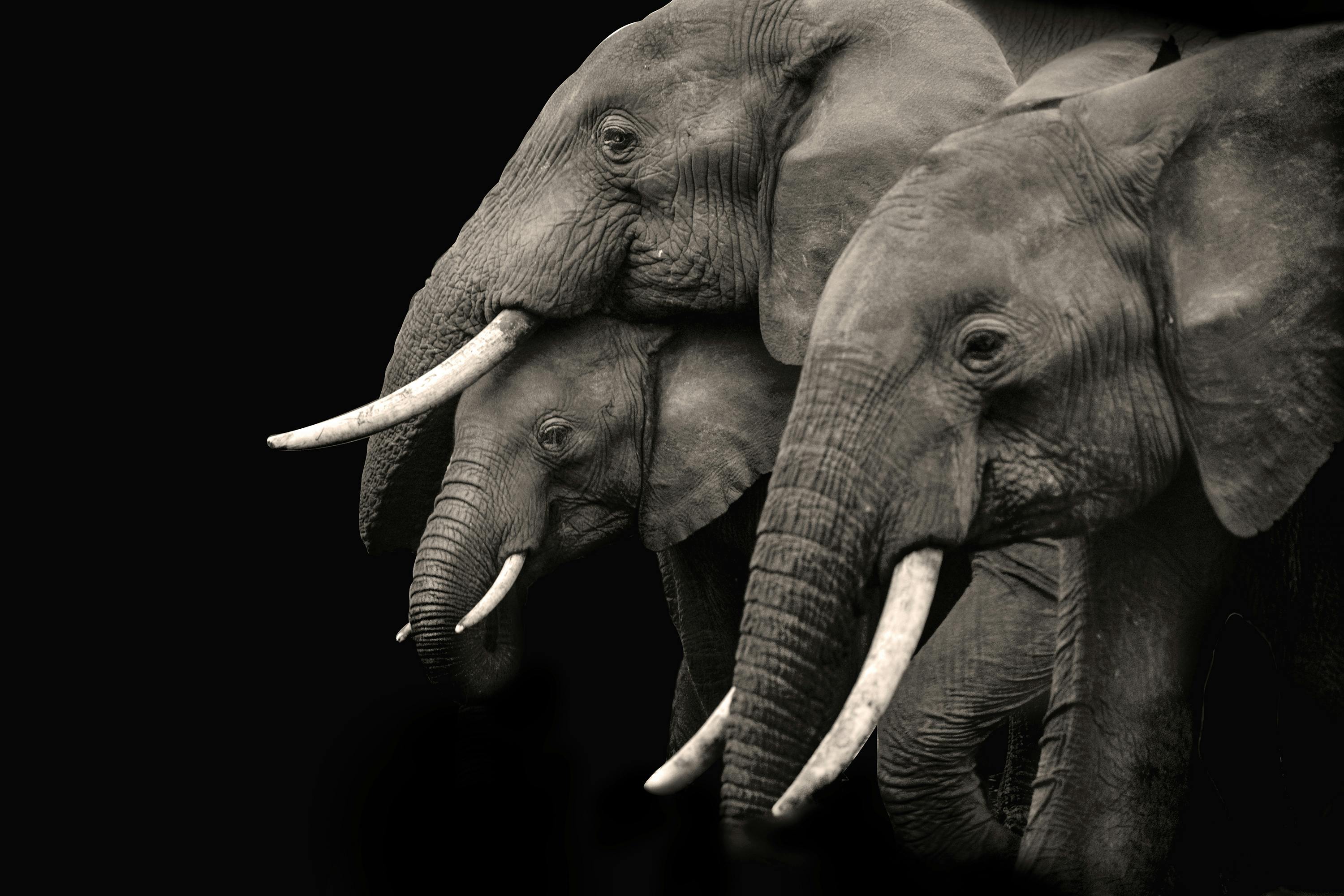 elephants